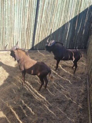 2X SWARTWILDEBEES M:2 (Per stuk om lot te neem/Per piece to take the lot)