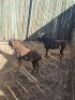 2X SWARTWILDEBEES M:2 (Per stuk om lot te neem/Per piece to take the lot)