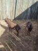 2X SWARTWILDEBEES M:2 (Per stuk om lot te neem/Per piece to take the lot) - 2