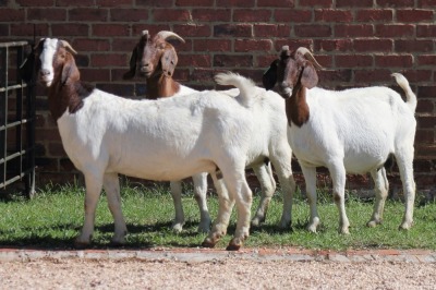 3X BOERBOK/BOER GOAT OOI/EWE CASPER AUCAMP (Pay per Animal)