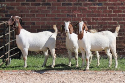 3X BOERBOK/BOER GOAT OOI/EWE CASPER AUCAMP (Pay per Animal)