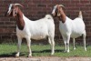 2X BOERBOK/BOER GOAT OOI/EWE CASPER AUCAMP (Pay per Animal)