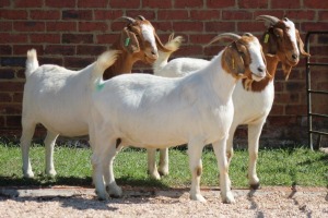 3X BOERBOK/BOER GOAT OOI/EWE CASPER AUCAMP (Pay per Animal)