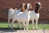 3X BOERBOK/BOER GOAT OOI/EWE CASPER AUCAMP (Pay per Animal)