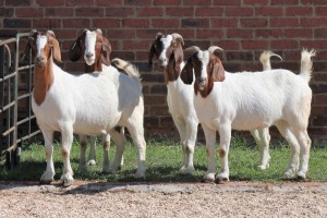 4X BOERBOK/BOER GOAT OOI/EWE CASPER AUCAMP (Pay per Animal)