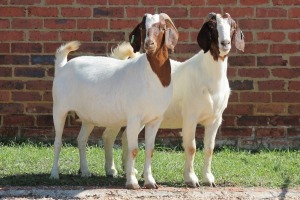 2X BOERBOK/BOER GOAT OOI/EWE CASPER AUCAMP (Pay per Animal)