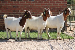 2X BOERBOK/BOER GOAT OOI/EWE CASPER AUCAMP (Pay per Animal)