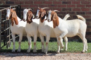 4X BOERBOK/BOER GOAT OOI/EWE CASPER AUCAMP (Pay per Animal)