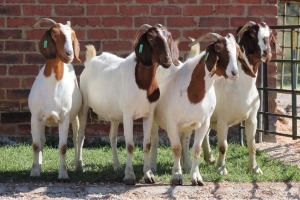 3X BOERBOK/BOER GOAT OOI/EWE CASPER AUCAMP (Pay per Animal)