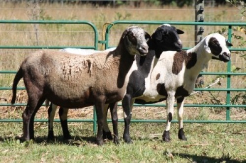 3X MEATMASTER OOI/EWE SANET PIENAAR (Pay per Animal)