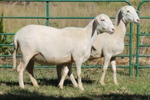 2X MEATMASTER OOI/EWE SANET PIENAAR (Pay per Animal)