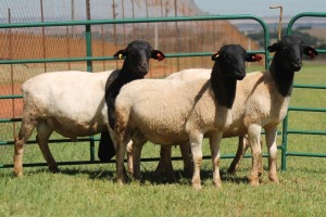 4X DORPER RAM JONKER (Pay per Animal)