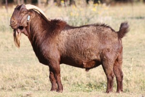 1X KALAHARI RED RAM WILLEM VAN HEERDEN