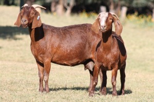 2X KALAHARI RED OOI/EWE WILLEM VAN HEERDEN (Pay per Animal)