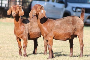 2X KALAHARI RED OOI/EWE WILLEM VAN HEERDEN (Pay per Animal)