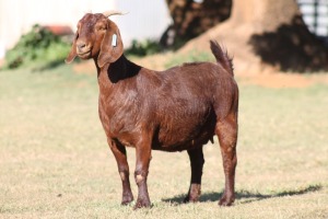 1X KALAHARI RED OOI/EWE WILLEM VAN HEERDEN