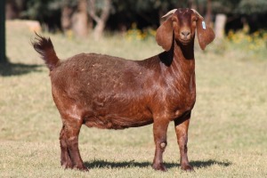 1X KALAHARI RED OOI/EWE WILLEM VAN HEERDEN