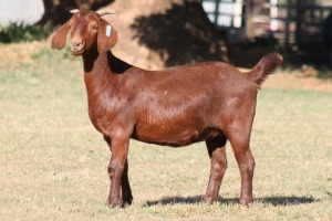 1X KALAHARI RED OOI/EWE WILLEM VAN HEERDEN