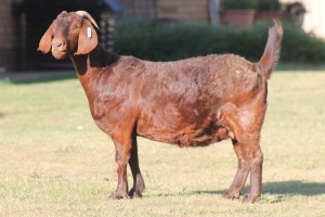 1X KALAHARI RED OOI/EWE WILLEM VAN HEERDEN