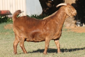 1X KALAHARI RED OOI/EWE WILLEM VAN HEERDEN