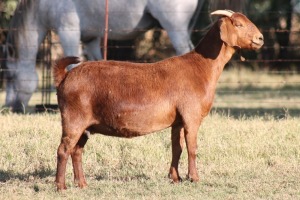 1X KALAHARI RED OOI/EWE WILLEM VAN HEERDEN