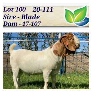 1X BOERBOK RAM KARSTEN BOERDERY - POTENSIELE STOET/POTENTIAL STUD