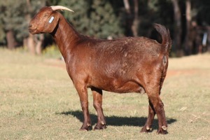 1X KALAHARI RED OOI/EWE WILLEM VAN HEERDEN