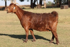 1X KALAHARI RED OOI/EWE WILLEM VAN HEERDEN