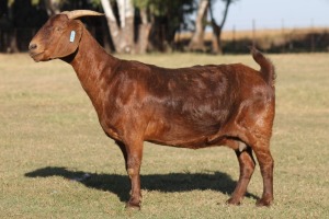 1X KALAHARI RED OOI/EWE WILLEM VAN HEERDEN