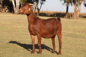 1X KALAHARI RED OOI/EWE WILLEM VAN HEERDEN