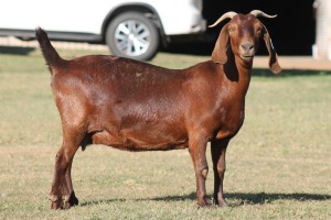 1X KALAHARI RED OOI/EWE WILLEM VAN HEERDEN