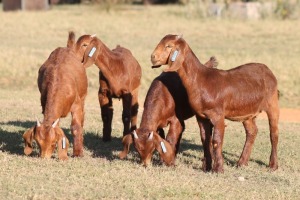 4X KALAHARI RED OOI/EWE WILLEM VAN HEERDEN