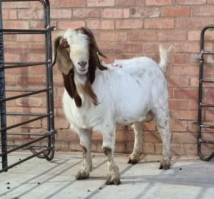 1X BOERBOK/BOER GOAT RAM RHUAN BARNARD