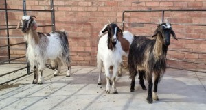 4X VELD GOAT OOI/EWE RHUAN BARNARD (Pay per Animal)