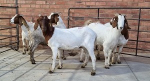 5X BOERBOK/BOER GOAT OOI/EWE RHUAN BARNARD (Pay per Animal)