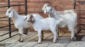 4X VELD GOAT M+F RHUAN BARNARD (Pay per Animal)