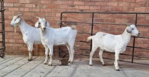 3X VELD GOAT OOI/EWE RHUAN BARNARD (Pay per Animal)