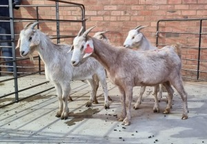 4X VELD GOAT OOI/EWE RHUAN BARNARD (Pay per Animal)