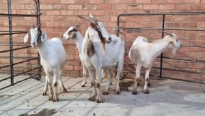 4X VELD GOAT OOI/EWE RHUAN BARNARD (Pay per Animal)