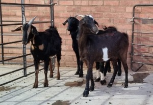 4X VELD GOAT OOI/EWE RHUAN BARNARD (Pay per Animal)