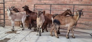 6X VELD GOAT OOI/EWE RHUAN BARNARD (Pay per Animal)