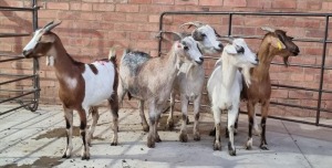 5X VELD GOAT OOI/EWE RHUAN BARNARD (Pay per Animal)