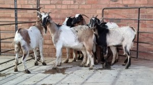 6X VELD GOAT OOI/EWE RHUAN BARNARD (Pay per Animal)