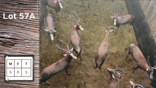 1X BLESBOK M:1 18"