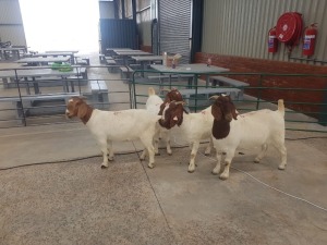 4X BOERBOK/BOER GOAT OOI/EWE RENIER TE DAM (Pay per Animal)