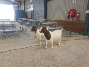 2X BOERBOK/BOER GOAT OOI/EWE RENIER TE DAM (Pay per Animal)