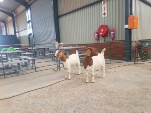 2X BOERBOK/BOER GOAT OOI/EWE RENIER TE DAM (Pay per Animal)