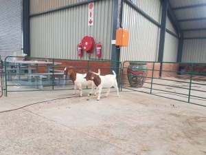 2X BOERBOK/BOER GOAT OOI/EWE RENIER TE DAM (Pay per Animal)