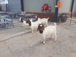 4X BOERBOK/BOER GOAT OOI/EWE RENIER TE DAM (Pay per Animal)