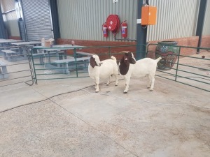 2X BOERBOK/BOER GOAT OOI/EWE RENIER TE DAM (Pay per Animal)